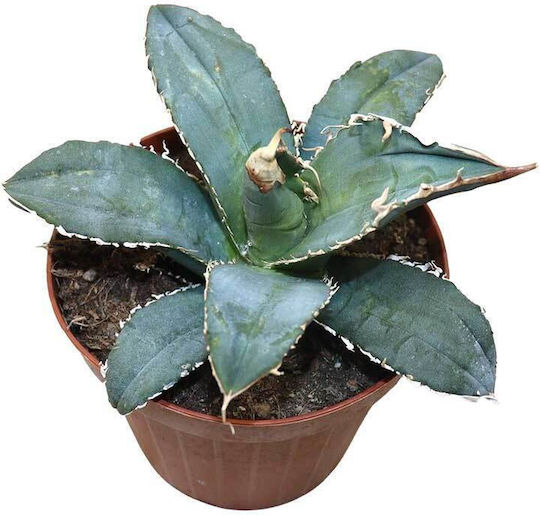 Agave Titanota 13cm