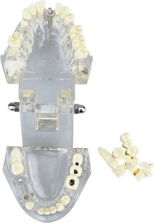 Model Dentar Anatomie Maxilară Dinți