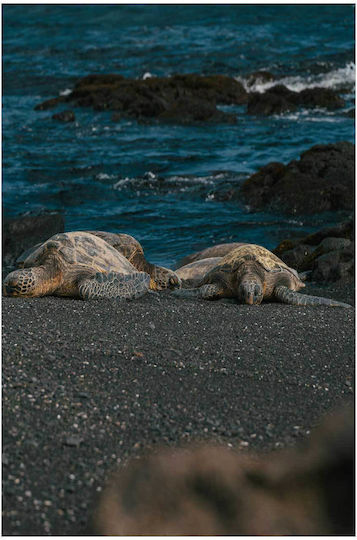 Painting Sea Turtles On Rocky Shore Marine Turtles On The Rocky Shore 70x100