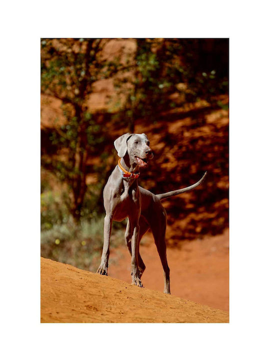 Панел Dog In Desert Landscape Куче В Пустинен Пейзаж 100x150