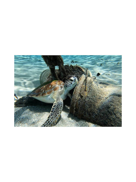 Sea Turtle Resting Underwater Θαλάσσια Χελώνα Ξεκουράζεται Υποβρύχια 120x80