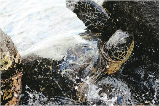 Πίνακας Sea Turtle At Shore Θαλάσσια Χελώνα Στην Ακτή 100x70