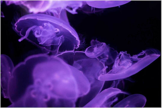 Painting Purple Jellyfish In Sea Purple Jellyfish In The Sea 100x70