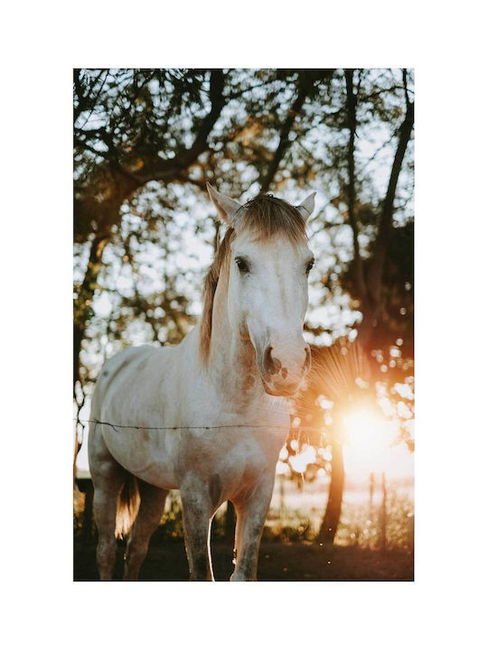 Панел Horse Sunrise Кон Анатол 70x100
