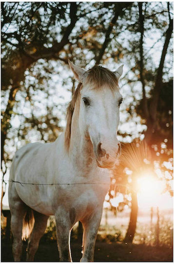 Panou Horse Sunrise Cal Răsărit 70x100