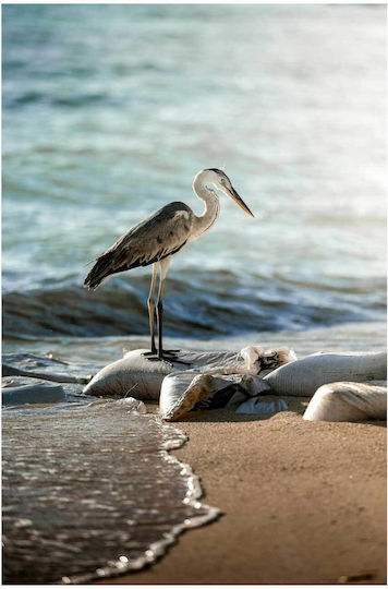 iLovePrints Gemälde Heron By Sea Eider Ente Neben Dem Meer 70x100