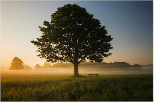 Painting Misty Sunrise In Meadow Misty Sunrise In Meadow 100x70