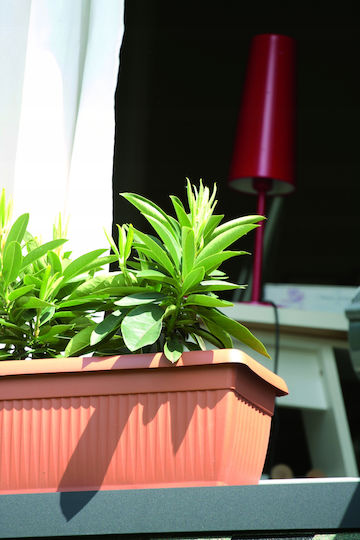 Prosperplast Γλάστρα Πλαστική Terracotta