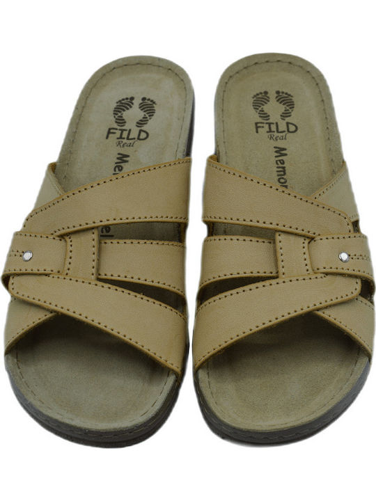 Fild Anatomic