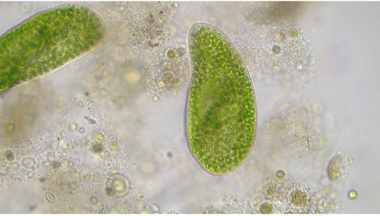 Bresser Researcher Trino Органичен Микроскоп 40-1000x