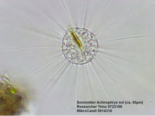 Bresser Researcher Trino Органичен Микроскоп 40-1000x