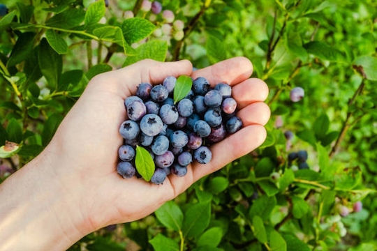 Biopon Bloom Multi-component Soluble Fertilizer Blueberries 200g