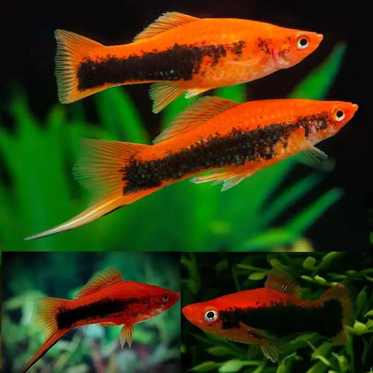Xiphophorus Helleri Червен Тукседо