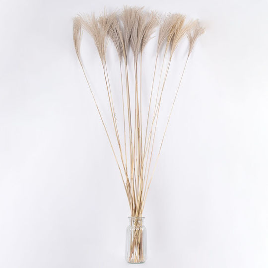 Globostar Miscanthus 36539 Dried Miscanthus Plant Bouquet of Decorative Beige Branches H140cm Set of 10 Pieces