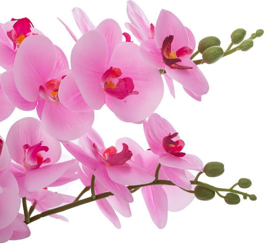 Orchid in Small Pot Pink Iliadis