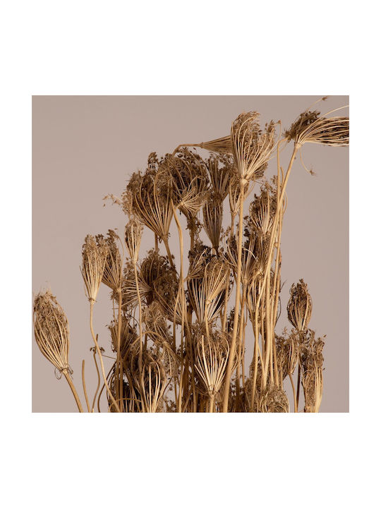 Globostar Wildcarrot 36547 Dried Wild Carrot Plant Bouquet of Decorative Beige Branches H80cm Set of 10 Pieces