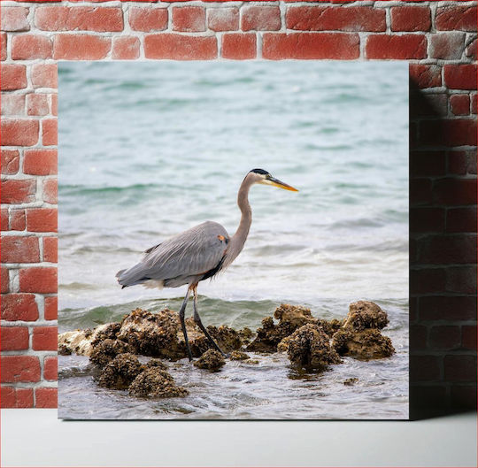 Heron By The Sea Ερωδιός Δίπλα Στη Θάλασσα 1 Heron By The Sea Ερωδιός Δίπλα Στη Θάλασσα 1