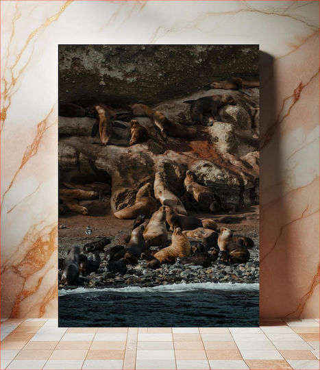 Sea Lions On A Rocky Shore Θαλάσσια Λιοντάρια Σε Μια Βραχώδη Ακτή 1 σε Καμβά Sea Lions On A Rocky Shore Θαλάσσια Λιοντάρια Σε Μια Βραχώδη Ακτή 1 σε Καμβά