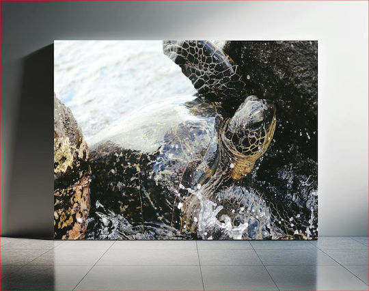 Sea Turtle At The Shore Θαλάσσια Χελώνα Στην Ακτή 1 Sea Turtle At The Shore Θαλάσσια Χελώνα Στην Ακτή 1