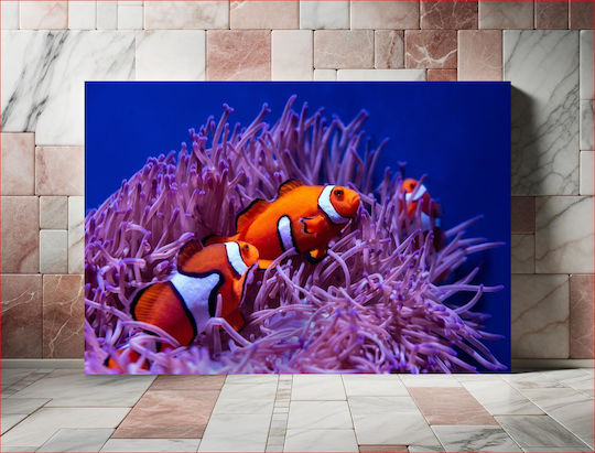 Πίνακας Clownfish In Coral Reef Κλόουνψάρια Στον Κοραλλιογενή Ύφαλο 120x80 Πίνακας Clownfish In Coral Reef Κλόουνψάρια Στον Κοραλλιογενή Ύφαλο 120x80
