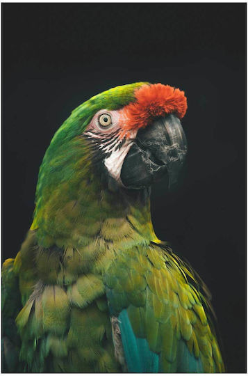 Colorful Parrot Painting 70x100