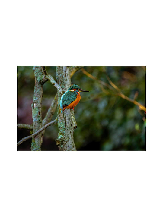 Painting Colorful Bird On Branch 100x70