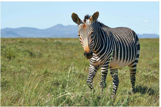 Panou Zebra În Câmp Zebre În Câmp 100x70