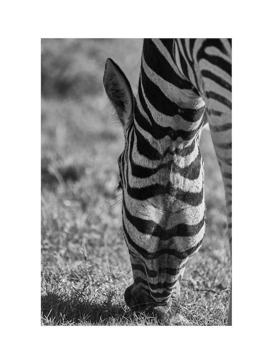 Панел Grazing Zebra В Черно И Бяло Зебра На Паша 70x100