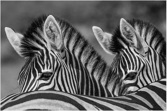Panou Black White Zebre Alb-Negru 100x70