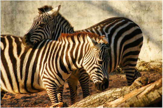 Gemälde Zebras In Harmony Zebrastreifen Armonía 100x70