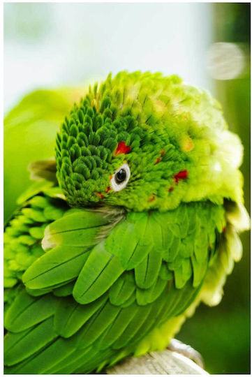 Πίνακας Colorful Parrot Close-up Πολύχρωμο Παπαγάλος Κινηματογράφηση Πρώτο Πλάνο 80x120