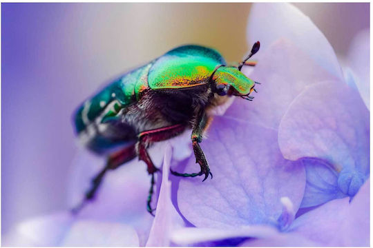 Πίνακας Colorful Beetle On Flower Πολύχρωμο Σκαθάρι Στο Λουλούδι 100x70