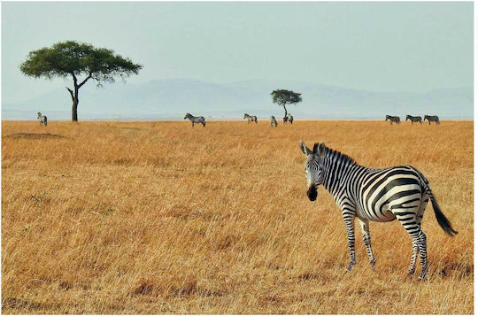 Painting Zebras In Savanna Zebras In Savanna 100x70