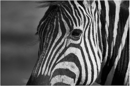 Panou Black White Zebra Asprómavră Zebrá 120x80