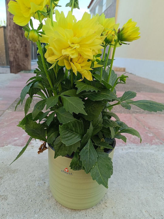 Scheurich Planter Ceramic Green 15x15cm.