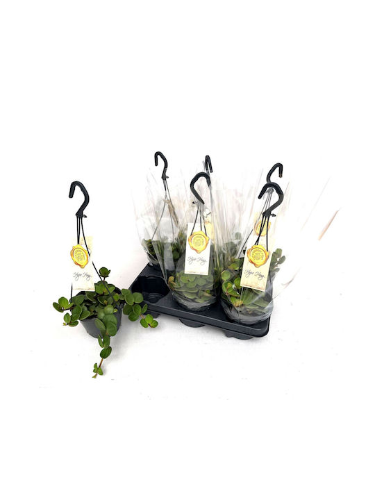Peperomia Peperomia Tetraphylla Hope Peperomia Peperomia Tetraphylla Hope