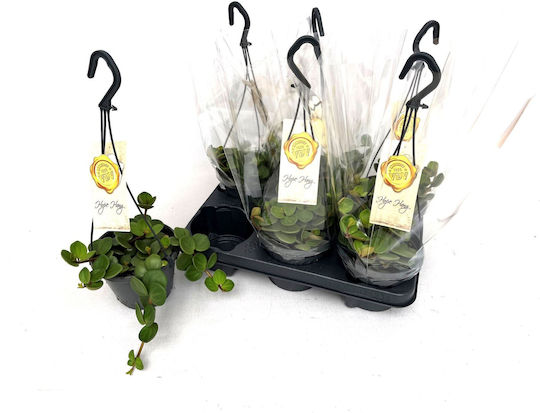 Peperomia Tetraphylla Hope