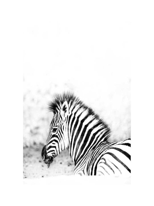 Painting Black White Zebra Black And White Zebra 70x100