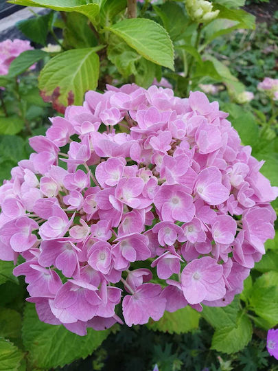 Florovit Liquid Fertilizer Hydrangeas 1l Mineral