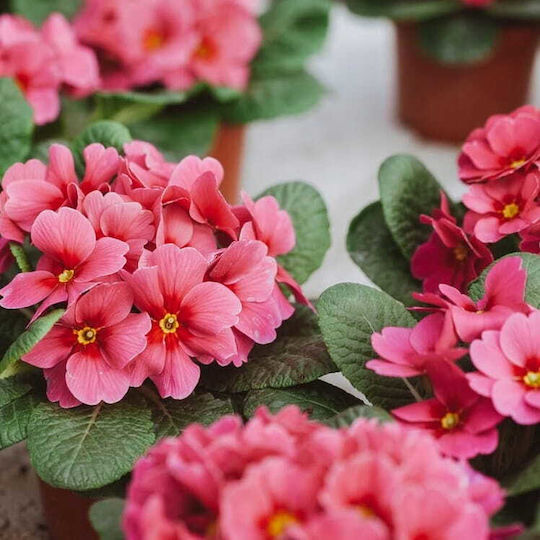 Florovit Îngrășământ Lichid Plante Cu Flori 1l