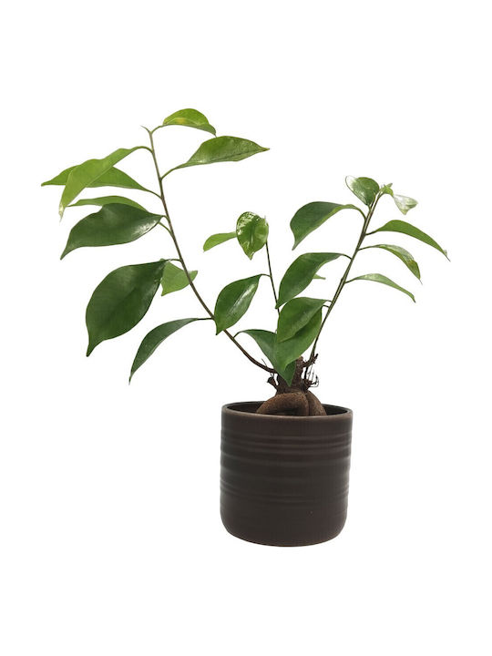 Σύνθεση Ficus Bonsai Κεραμικό Κασπώ Dark-oak
