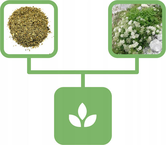 Anise Seeds 1 Kg Natural Shop
