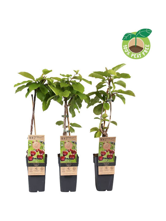 Κερασιά Regina – Prunus Avium 15 Εκ