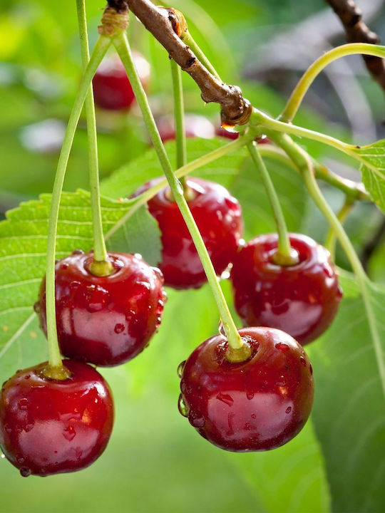 Κερασιά Regina – Prunus Avium 15 Εκ