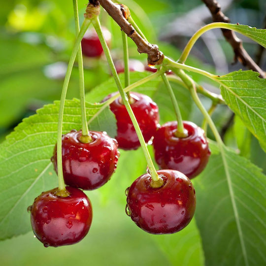 Cherry Regina – Prunus Avium 15 Cm