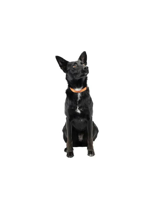 Hundehalsband Ferplast Greener Groß Orange