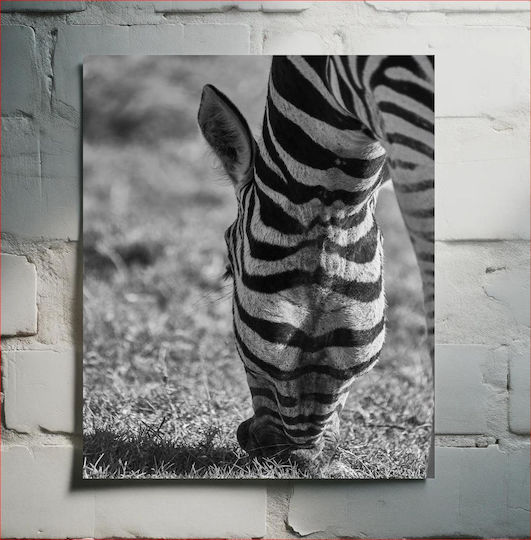 Grazing Zebra In Black And White Ζέβρα Βοσκής Σε Ασπρόμαυρο 1