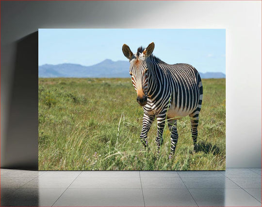 Zebra In The Field Ζέβρα Στο Χωράφι 1