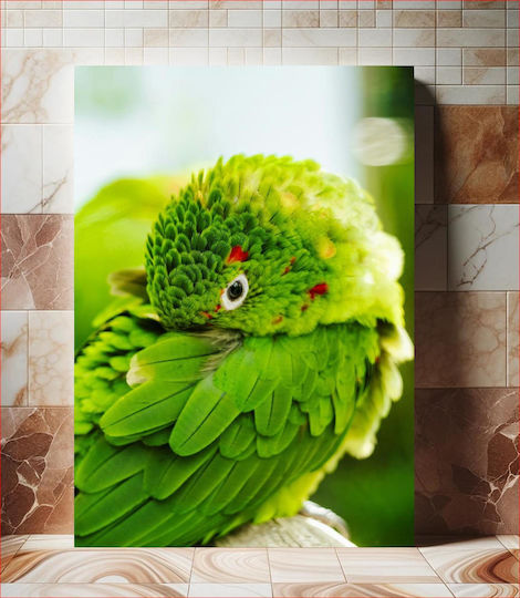 Πίνακας Colorful Parrot Close-up Πολύχρωμο Παπαγάλος Κινηματογράφηση Πρώτο Πλάνο 80x120