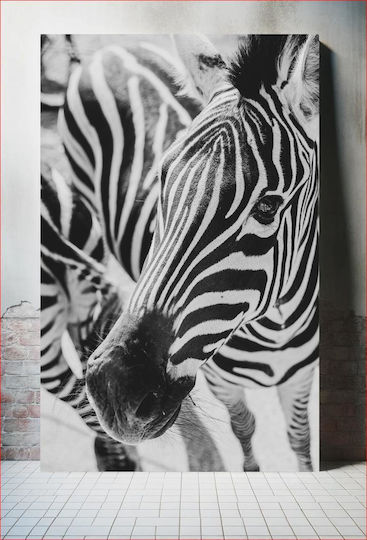Close-up Of A Zebra In Black And White Κοντινό Πλάνο Μιας Ζέβρας Σε Μαύρο Και Άσπρο
